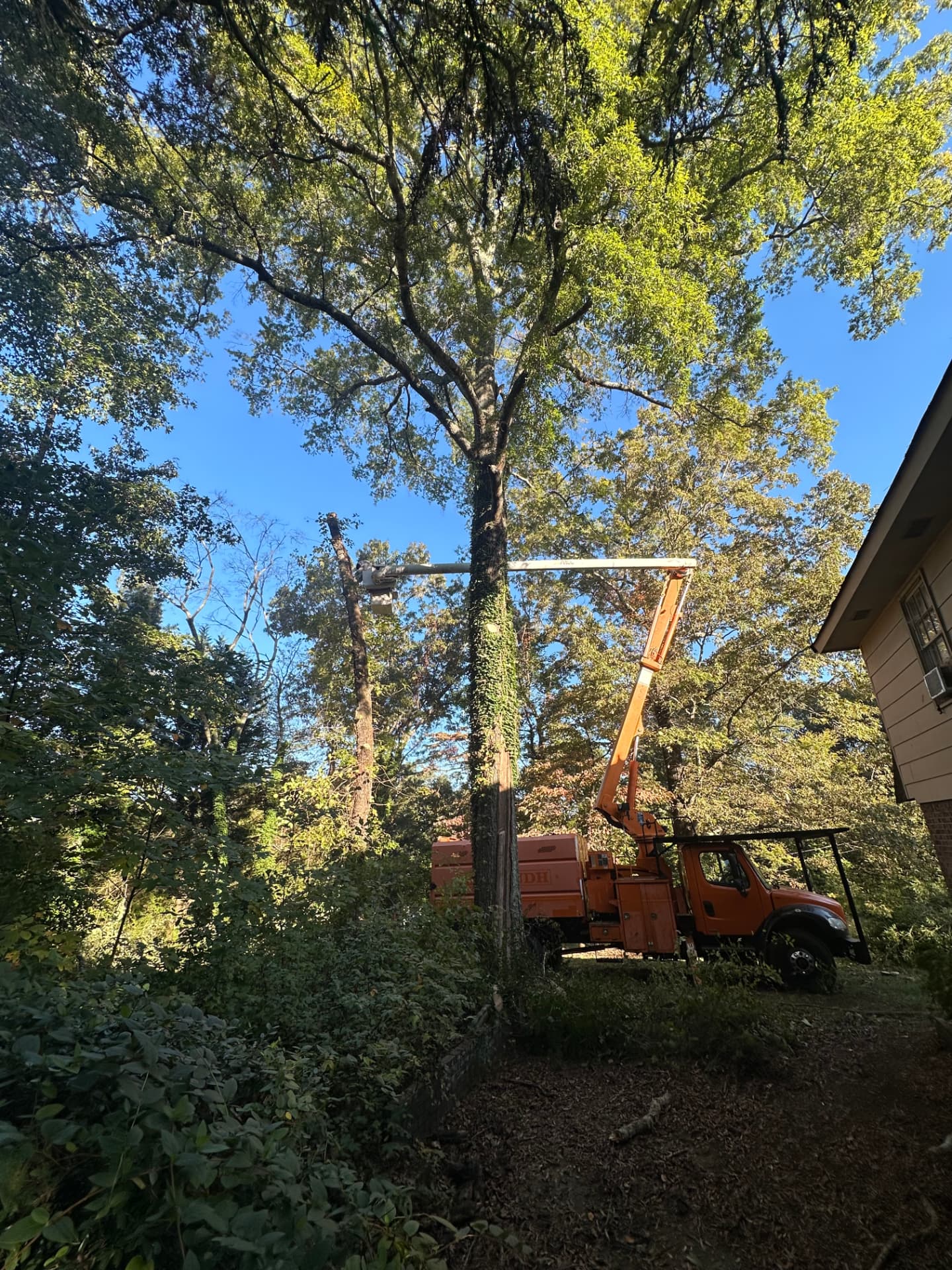 Tony's tree crew using an orange bucket truck to remove a tall tree beside a residential home